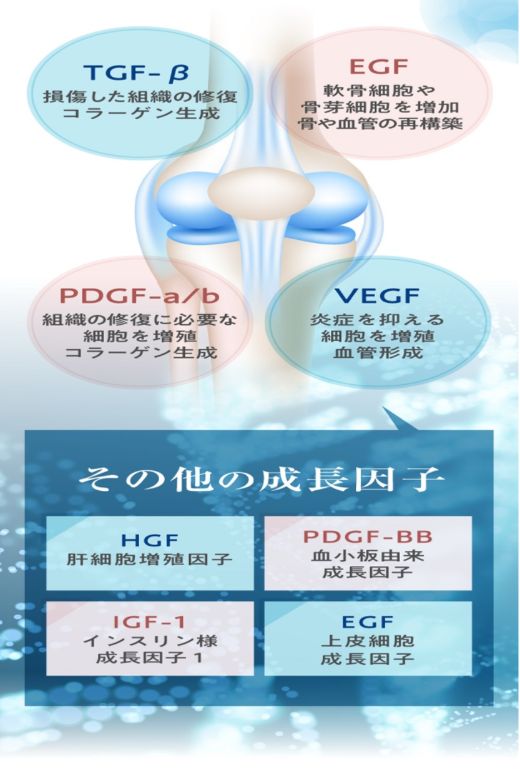 tgf-β、EGF、PDGF-a/b、VEGF。その他の成長因子はHGF、PDGF-BB、IGF-1、EGF。
