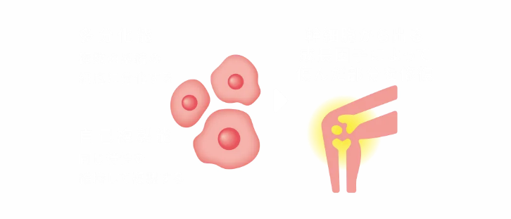 3つの細胞と関節のイラスト。幹細胞から出る成長因子によって傷んだ部分を修復するイメージ