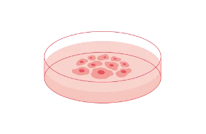 シャーレで培養するイメージイラスト